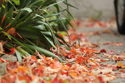Close-up of autumn leaves on field
