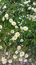 Close-up of white daisy flowers on field