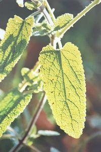 Close-up of leaf