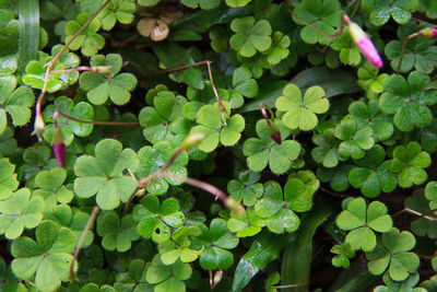 Full frame shot of fresh green leaves