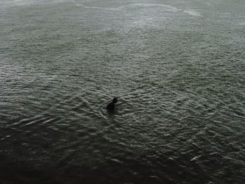 High angle view of bird swimming in sea