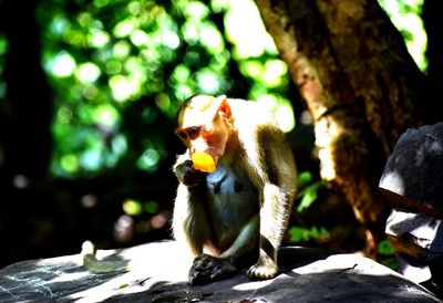 Monkey sitting on a tree