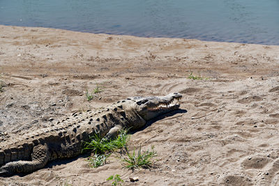 crocodile