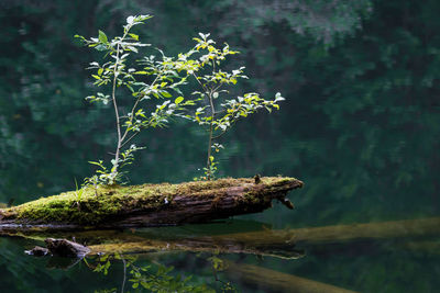 Insect on plant by water