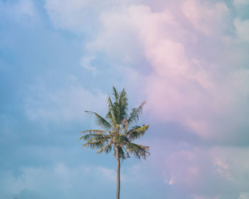 Low angle view of coconut palm tree against sky