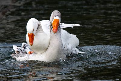 Close-up of swans swimming on lake