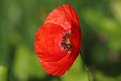 Close-up of red poppy flower