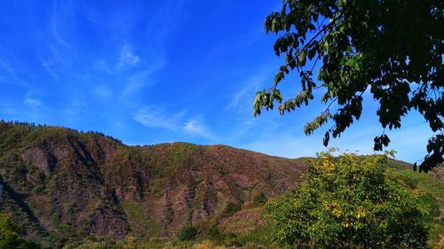 Low angle view of trees against sky