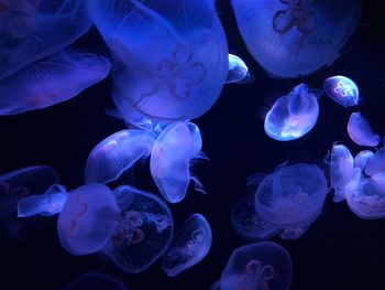 Close-up of jellyfish