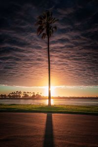 Silhouette palm trees on field against sky during sunset