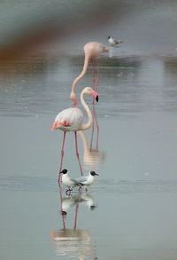 Birds in a lake