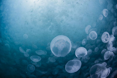 A group of jellyfish in notojima, ishikawa ,japan