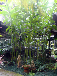 Plants in park