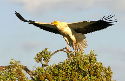 Low angle view of bird flying