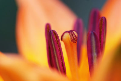 Close-up of purple flower