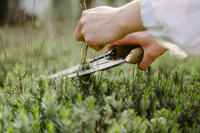 Close-up of hand cutting plants 
