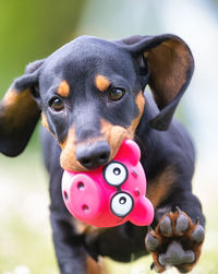 Portrait of black dog with toy