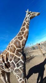 Low angle view of giraffe against blue sky