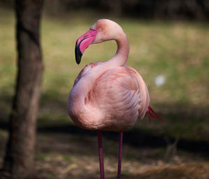 Close-up of flamingo