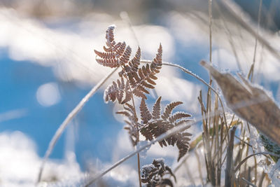 Close-up of plant against sky