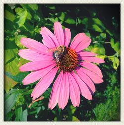 Close-up of pink flower