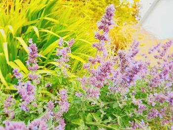 Close-up of purple flowering plants