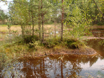 Reflection of trees in lake