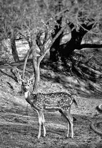 Deer in a forest