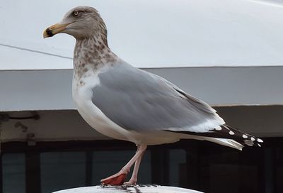 Close-up of seagull