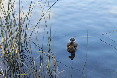 Duck in nature lake