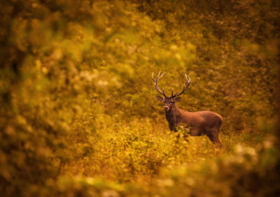 Wild deer,  cervus elaphus one majestic stag in the magic forest in autumn. 