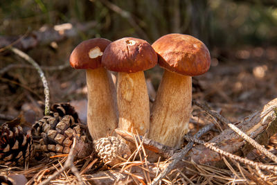 Close-up of mushrooms growing on field