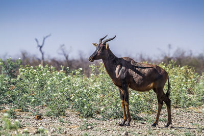 Side view of antelope standing on land against clear sky