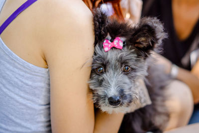 A small dog in the arms of a girl