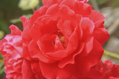 Close-up of red flowers blooming outdoors