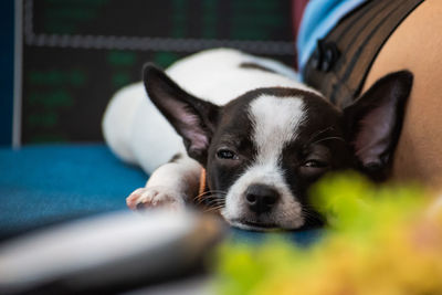 Close-up portrait of dog relaxing outdoors