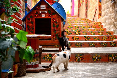 Rear view of woman with dog sitting on steps