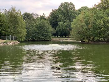 View of ducks swimming in lake