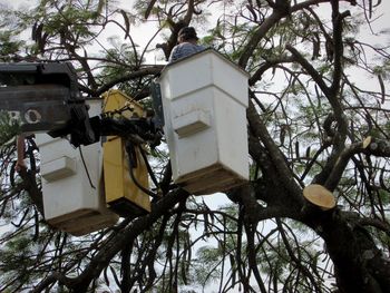 Low angle view of birdhouse on tree against building