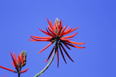 Low angle view of red flowering plant against blue sky