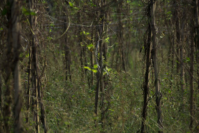 Trees in forest