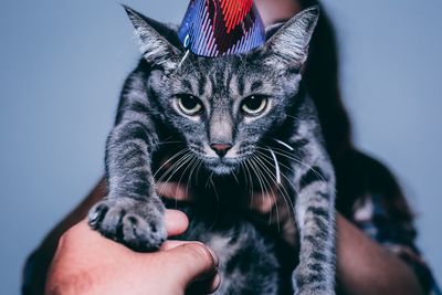 Close-up of person hand holding cat