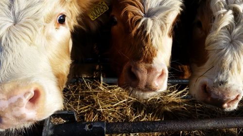 High angle view of cows in shed