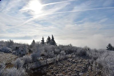 Trees on field against sky during winter