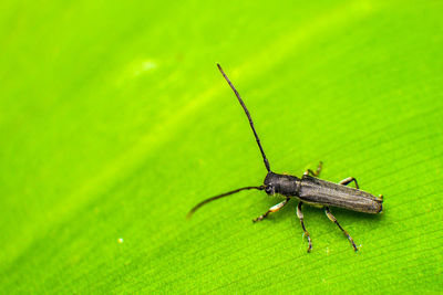 Close-up of insect on leaf