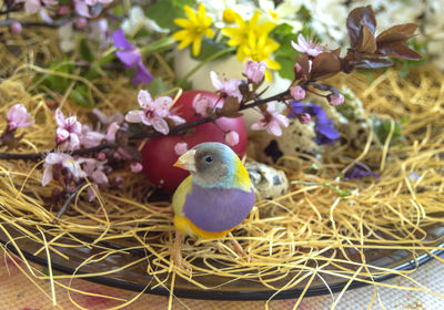 One of my own multicolored gouldian finch between blooming spring flowers and a red easter egg