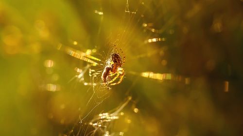 Spider on web