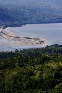 High angle view of trees in sea