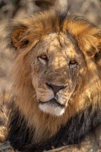 Close-up of male lion lying cocking head