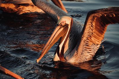 Close-up of pelican